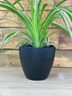 XS Spider Plant With Decorative Pot