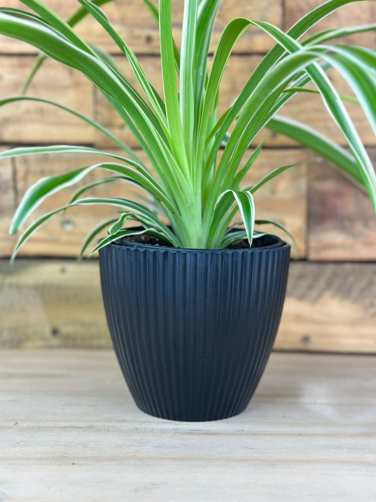 XS Spider Plant With Decorative Pot