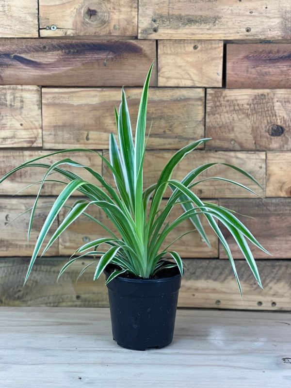 XS Spider Plant
