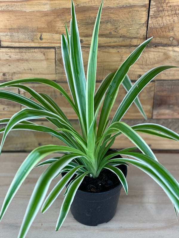 XS Spider Plant