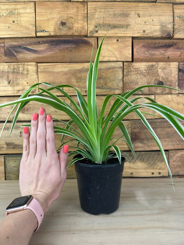XS Spider Plant