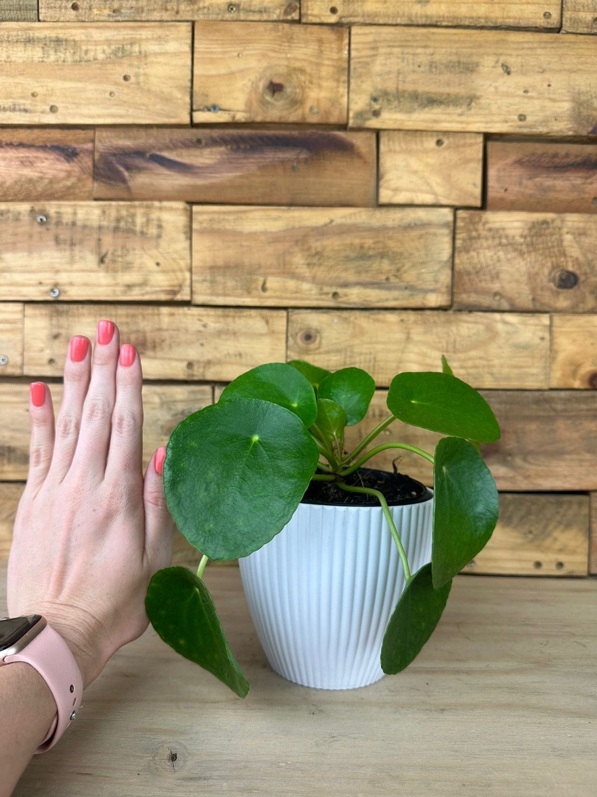 XS Chinese Money Plant With Decorative Pot