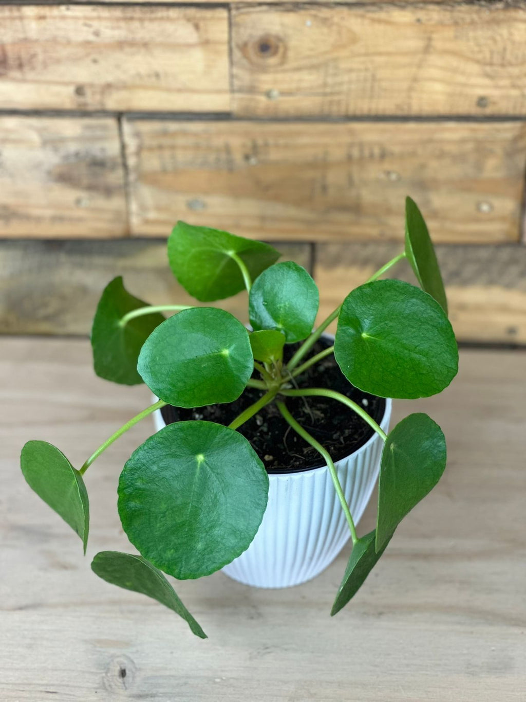 XS Chinese Money Plant With Decorative Pot