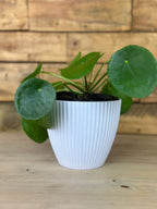 XS Chinese Money Plant With Decorative Pot