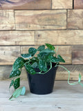 Small Satin Pothos