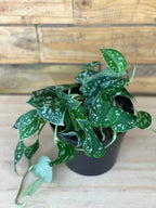 Small Satin Pothos