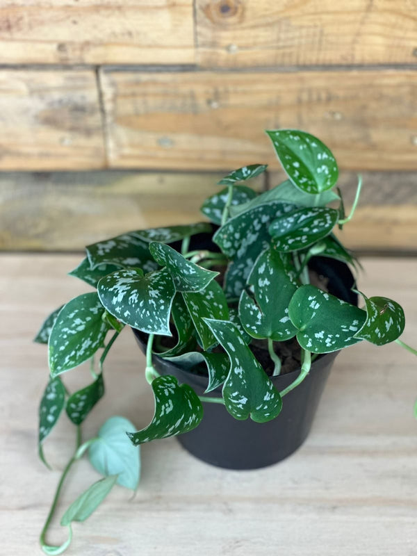 Small Satin Pothos