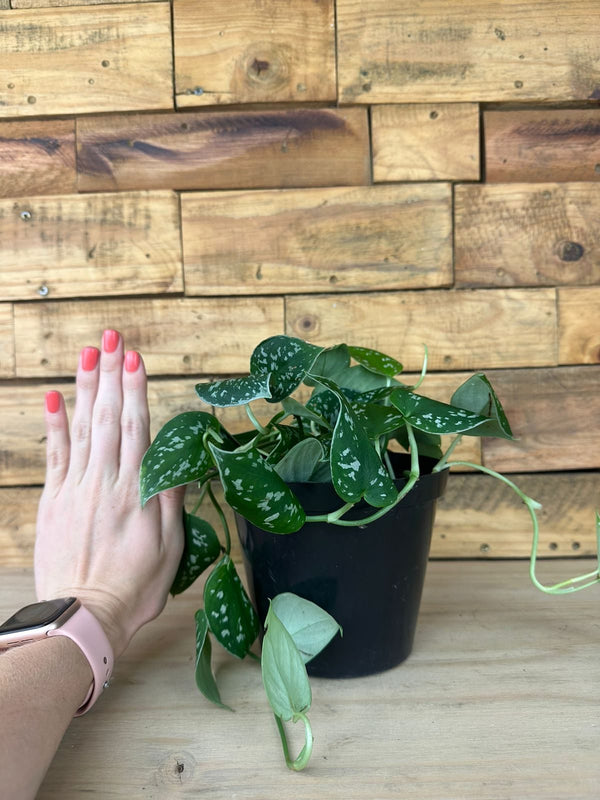 Small Satin Pothos