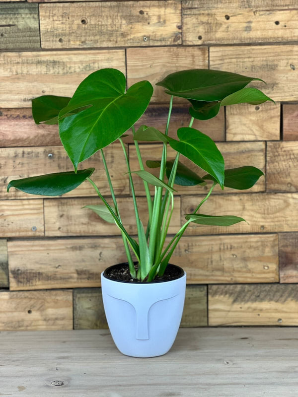 Small Monstera Deliciosa With Decorative Pot