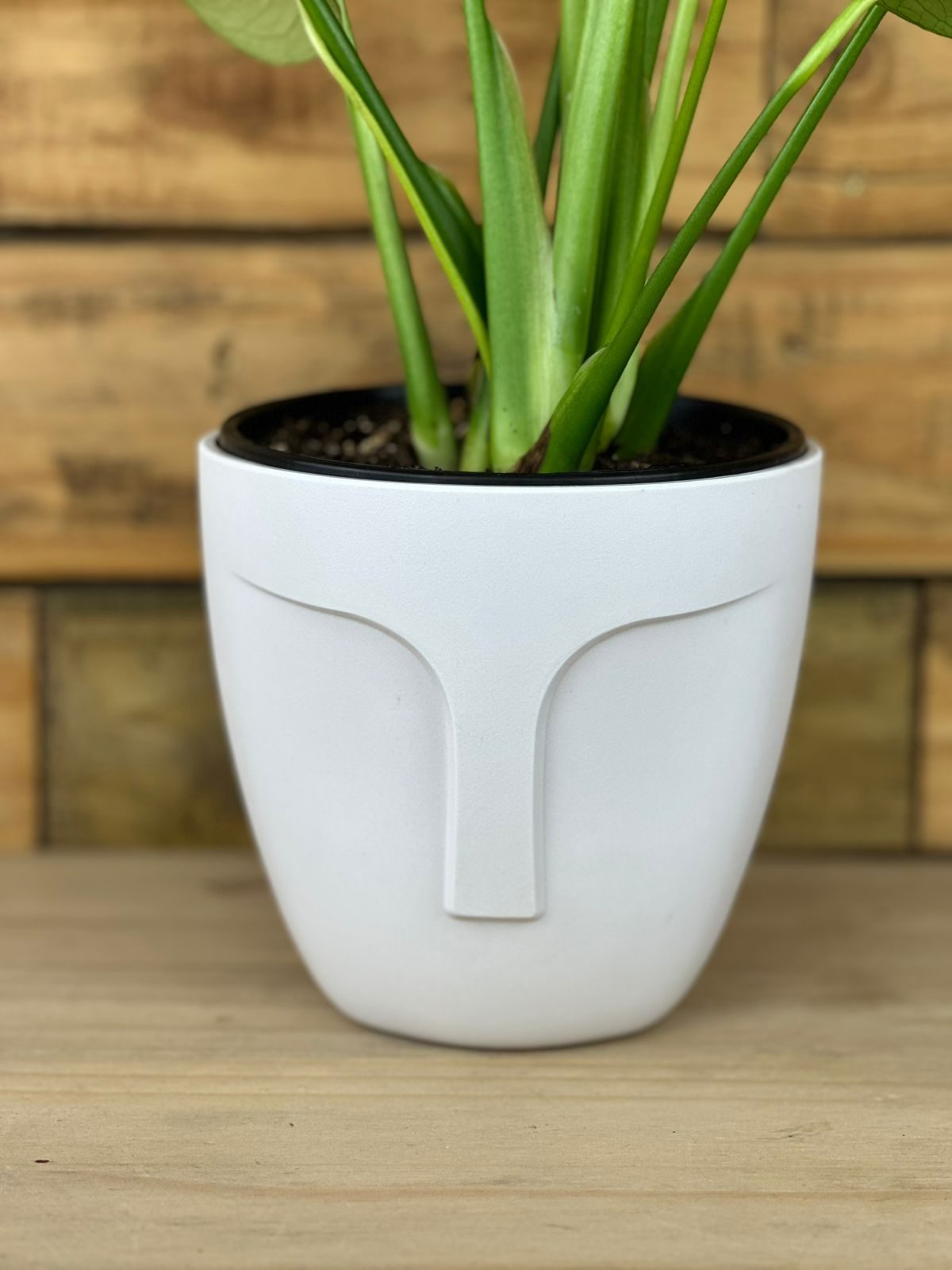 Small Monstera Deliciosa With Decorative Pot