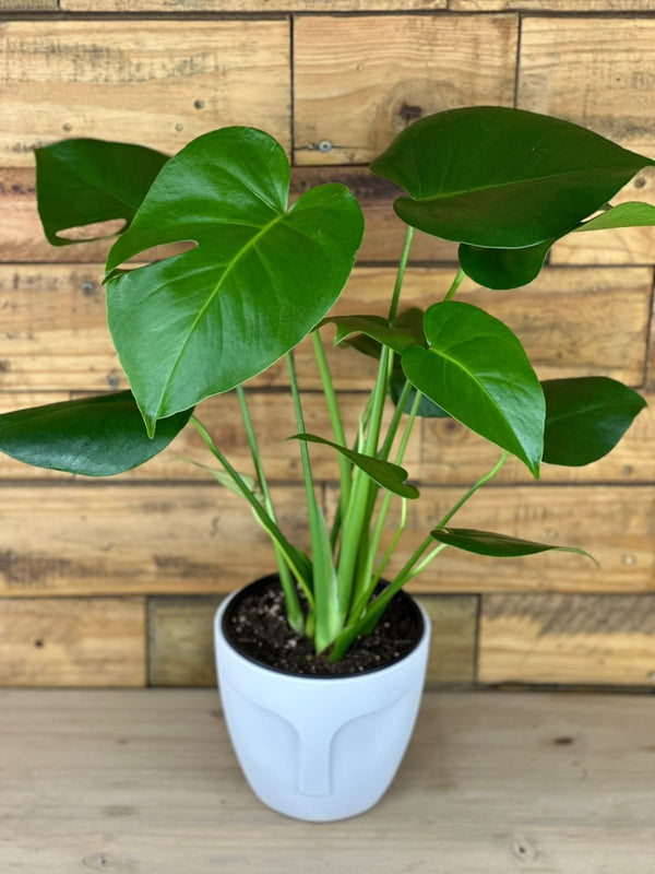 Small Monstera Deliciosa With Decorative Pot