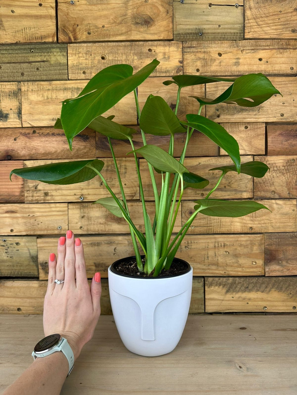 Small Monstera Deliciosa With Decorative Pot