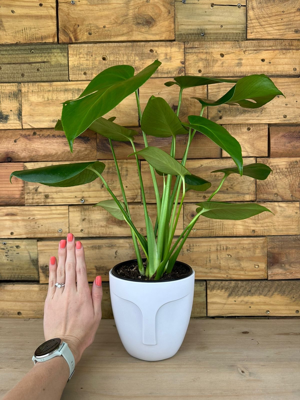 Small Monstera Deliciosa With Decorative Pot