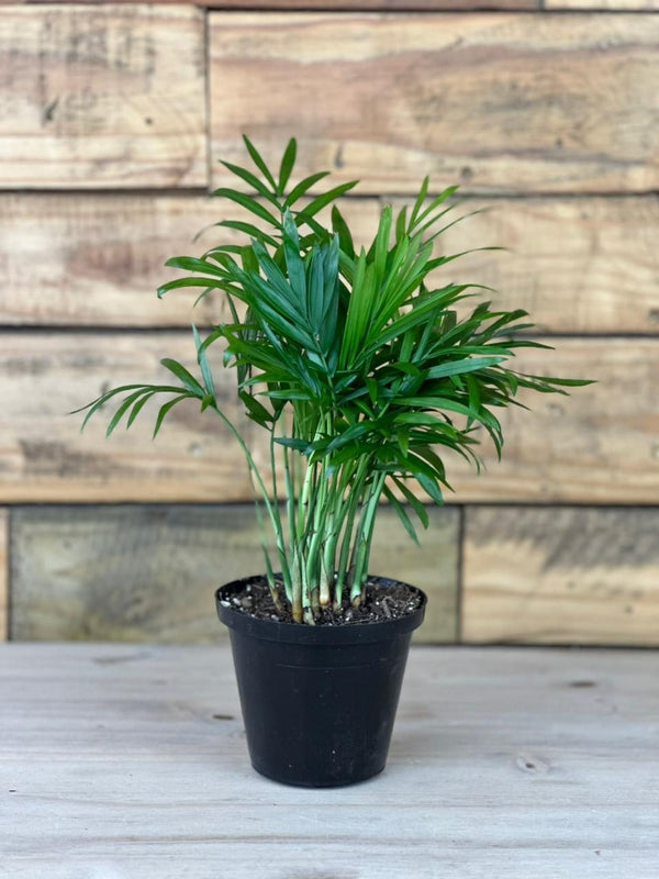 love palm plant Mini Love Palm – Botanical Heaven