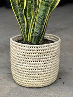 Large Variegated Snake Plant With a Basket