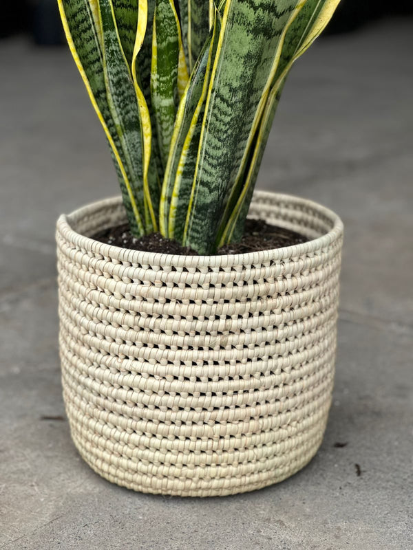 Large Variegated Snake Plant With a Basket