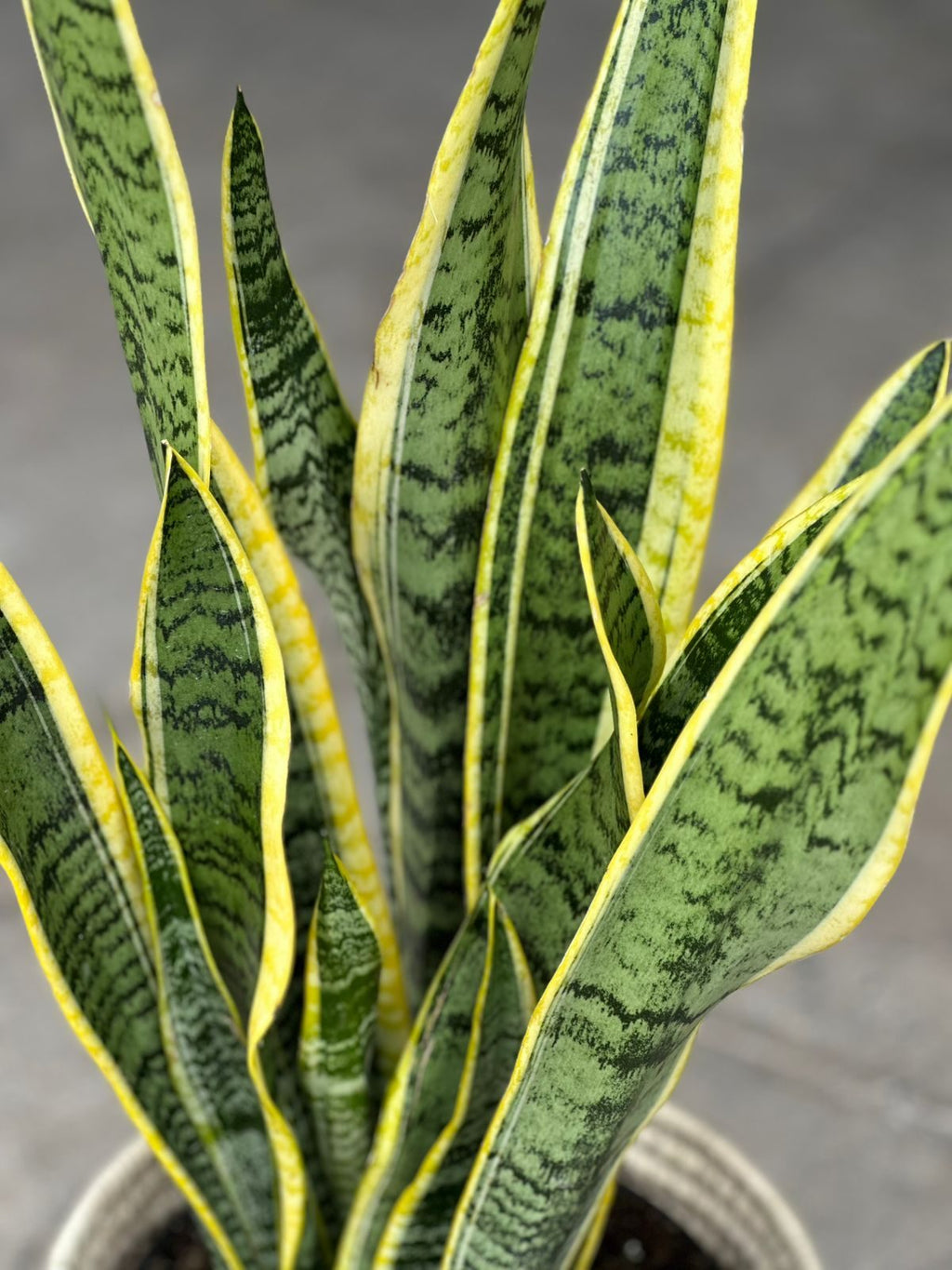 Large Variegated Snake Plant With a Basket