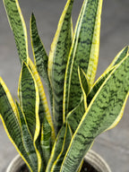 Large Variegated Snake Plant With a Basket