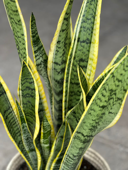 Large Variegated Snake Plant With a Basket