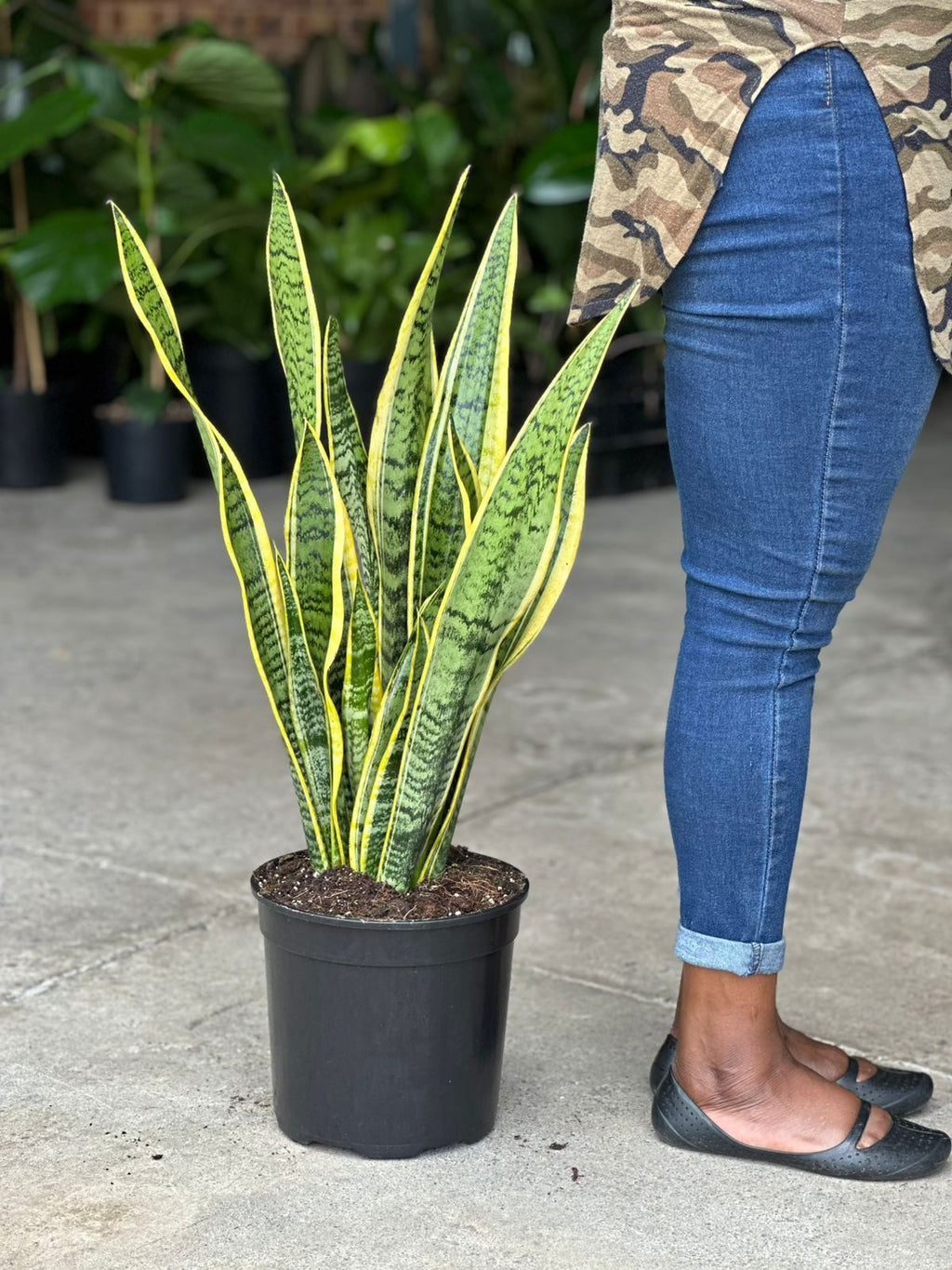 Large Variegated Snake Plant