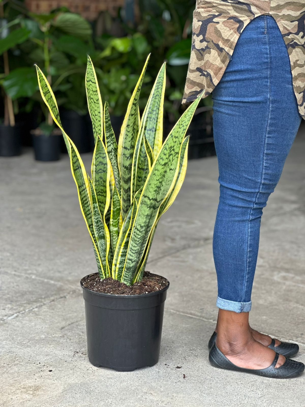 Large Variegated Snake Plant