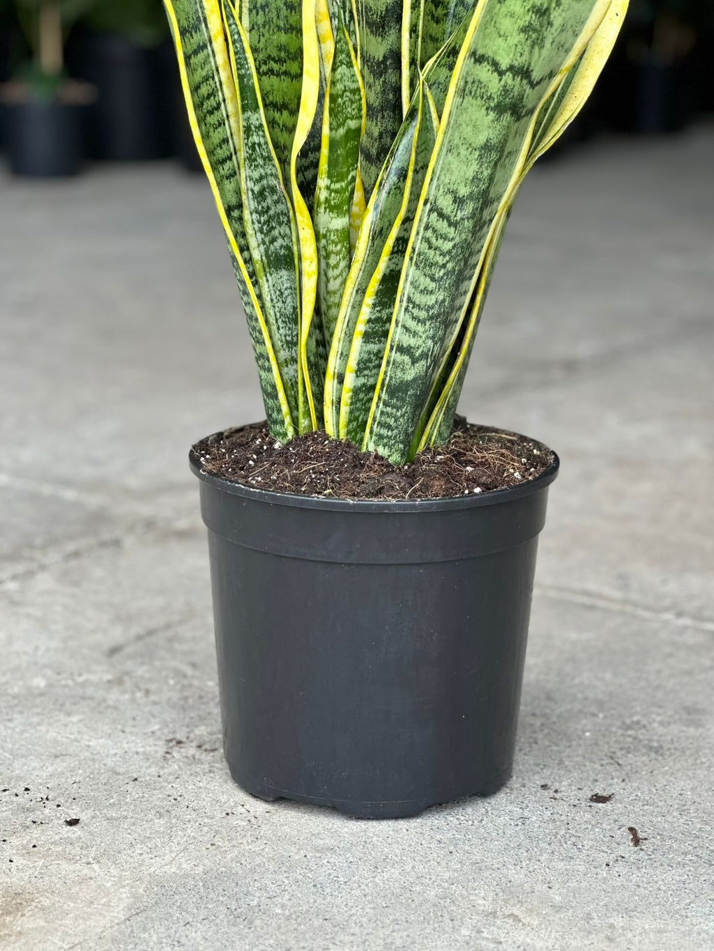 Large Variegated Snake Plant