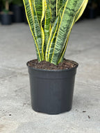 Large Variegated Snake Plant
