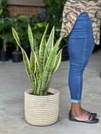 Large Variegated Snake Plant With a Basket