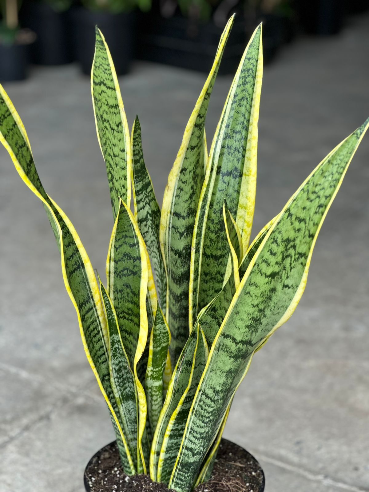 Large Variegated Snake Plant