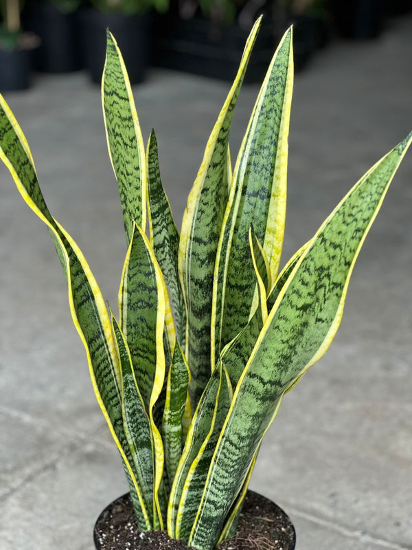 Large Variegated Snake Plant