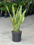 Large Variegated Snake Plant