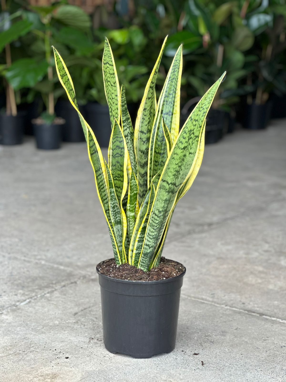 Large Variegated Snake Plant