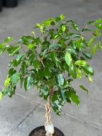 Medium Ficus Benjamina