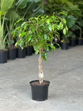Medium Ficus Benjamina