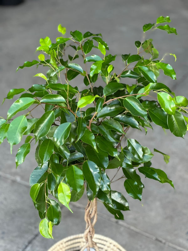 Medium Ficus Benjamina With Basket
