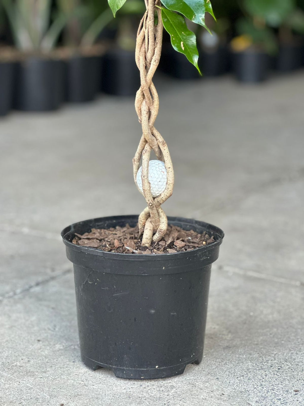 Medium Ficus Benjamina