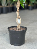 Medium Ficus Benjamina