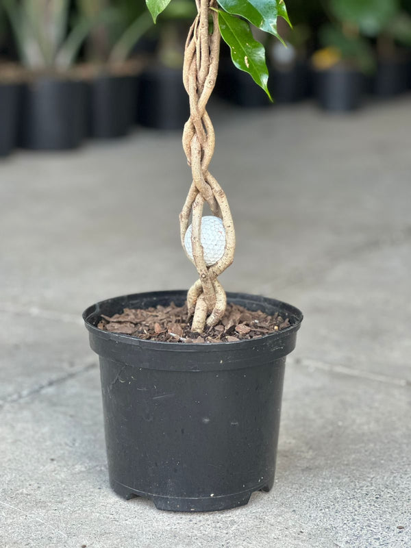 Medium Ficus Benjamina