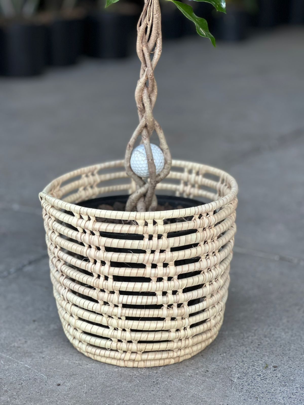 Medium Ficus Benjamina With Basket