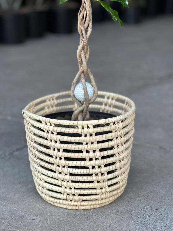 Medium Ficus Benjamina With Basket