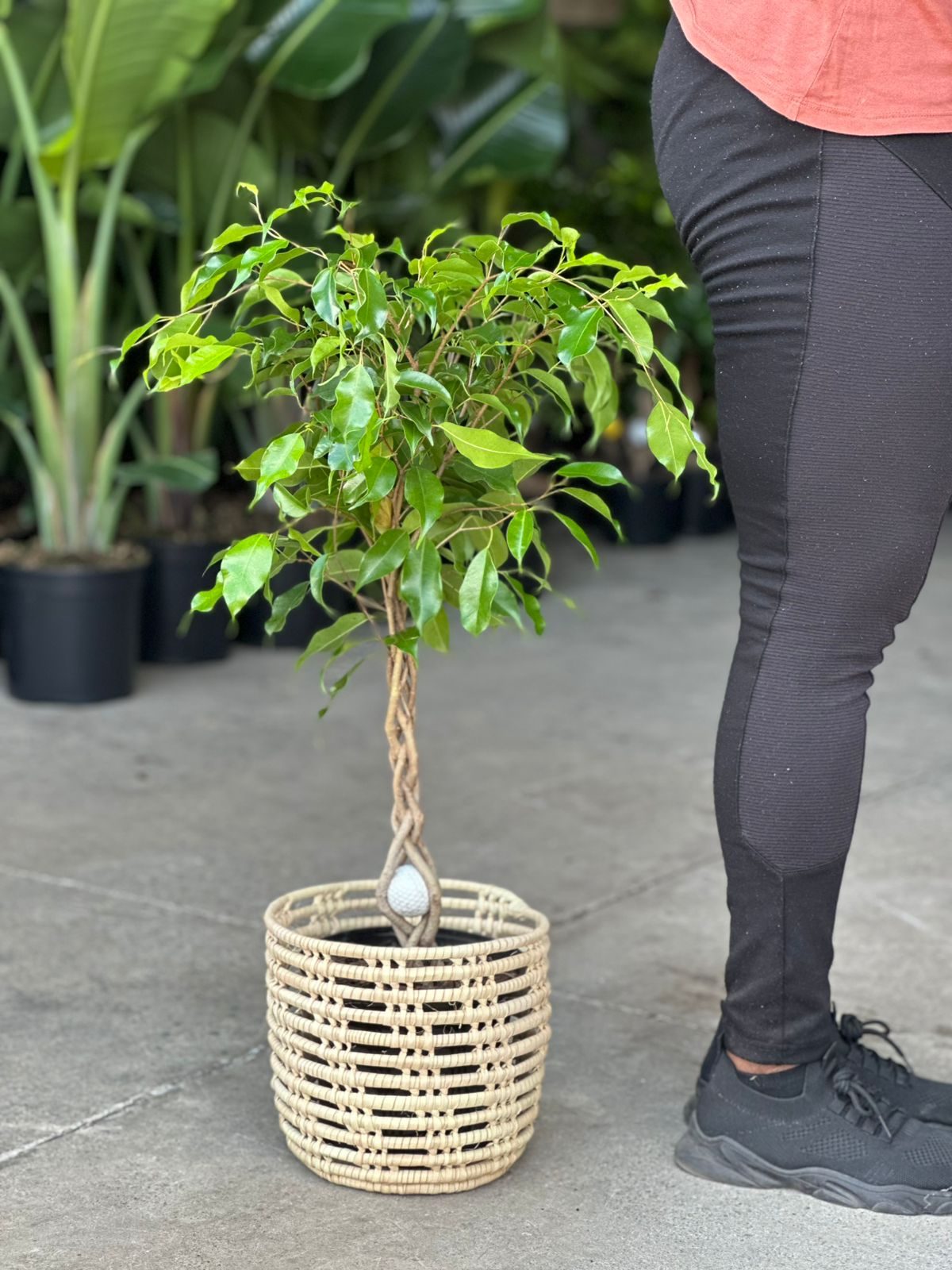 Medium Ficus Benjamina With Basket