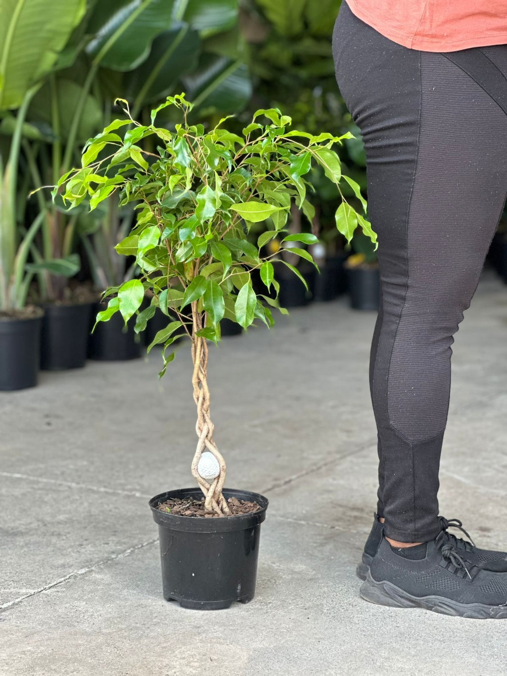 Medium Ficus Benjamina