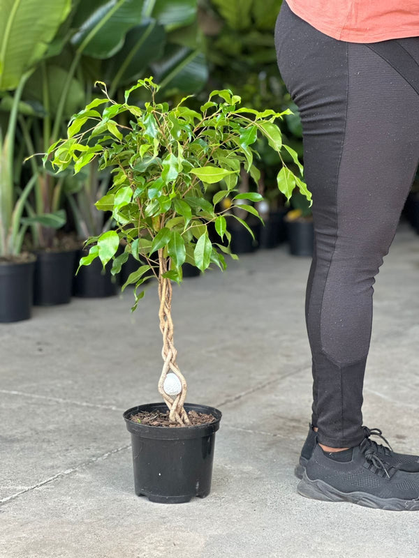Medium Ficus Benjamina