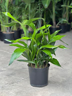 Large Cast Iron Plant