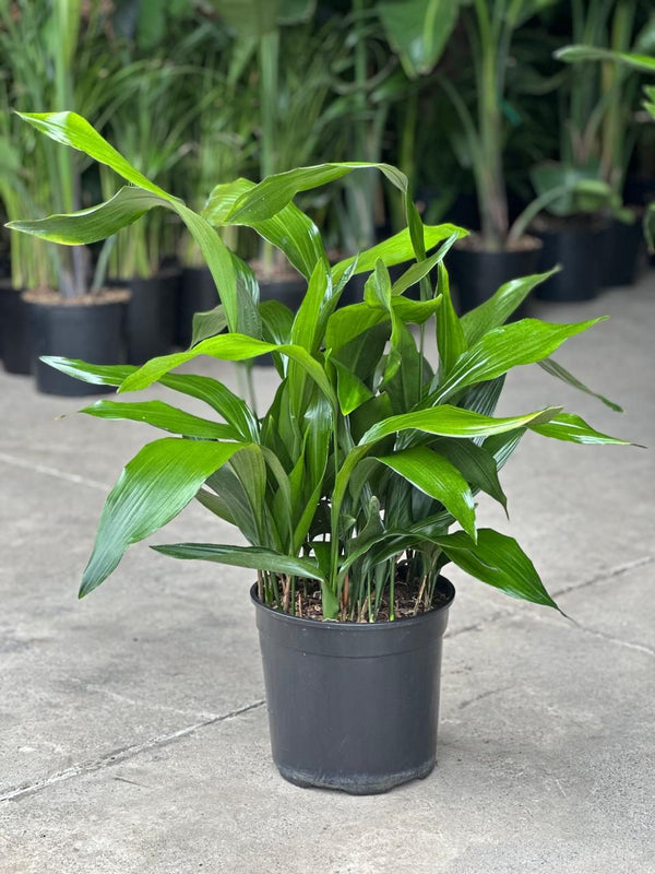 Large Cast Iron Plant