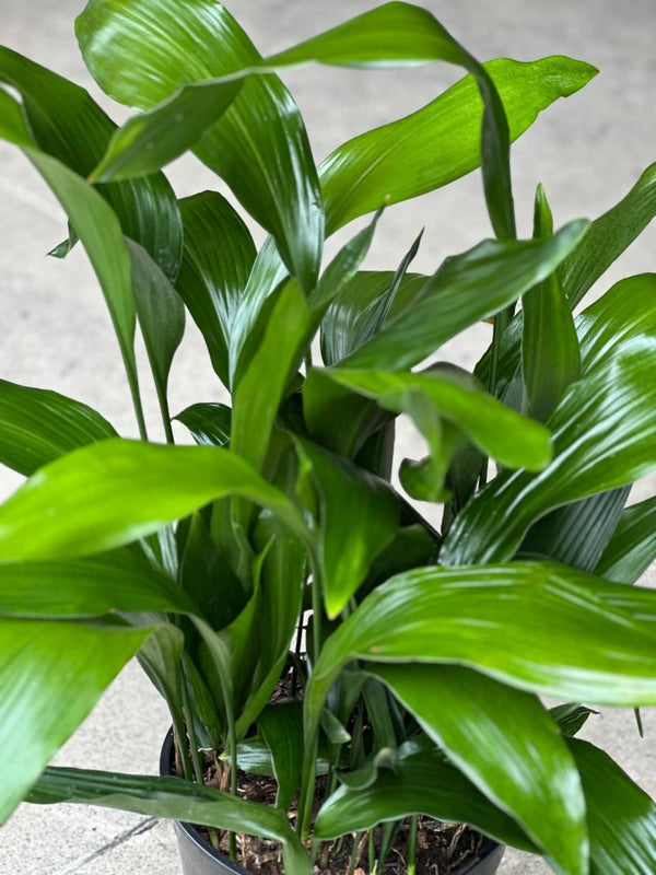 Large Cast Iron Plant