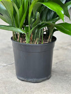 Large Cast Iron Plant