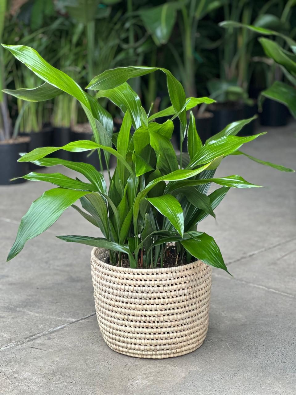 Large Cast Iron Plant With Basket