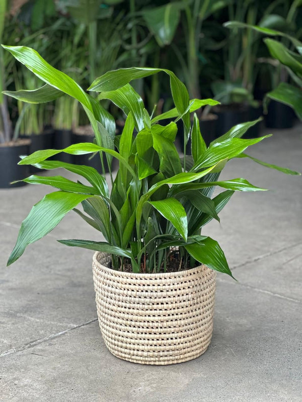 Large Cast Iron Plant With Basket