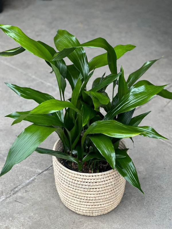 Large Cast Iron Plant With Basket